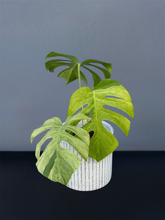 Monstera Jungle Mint