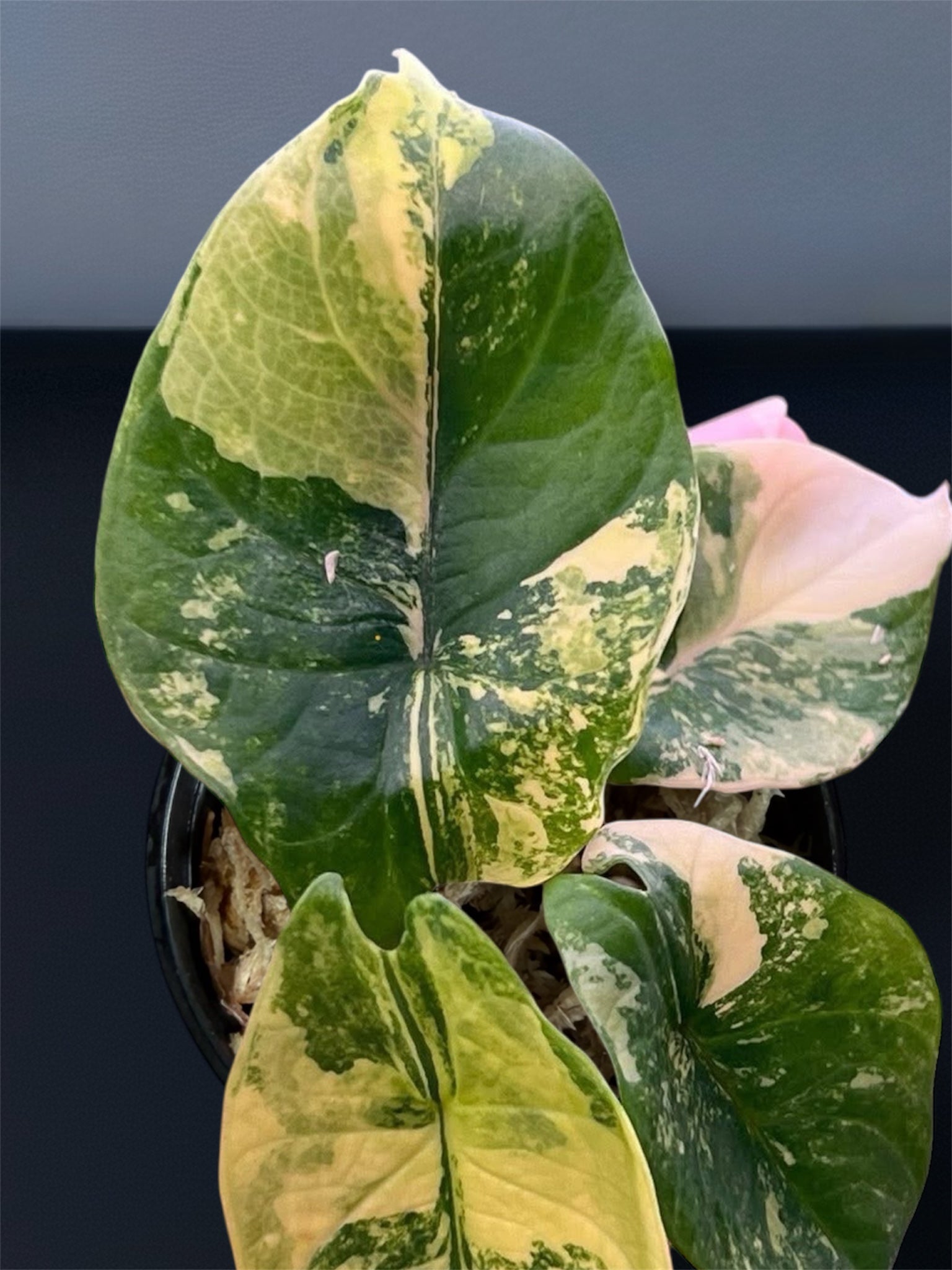 Alocasia Scalprum Aurea Variegated – Siamplantes