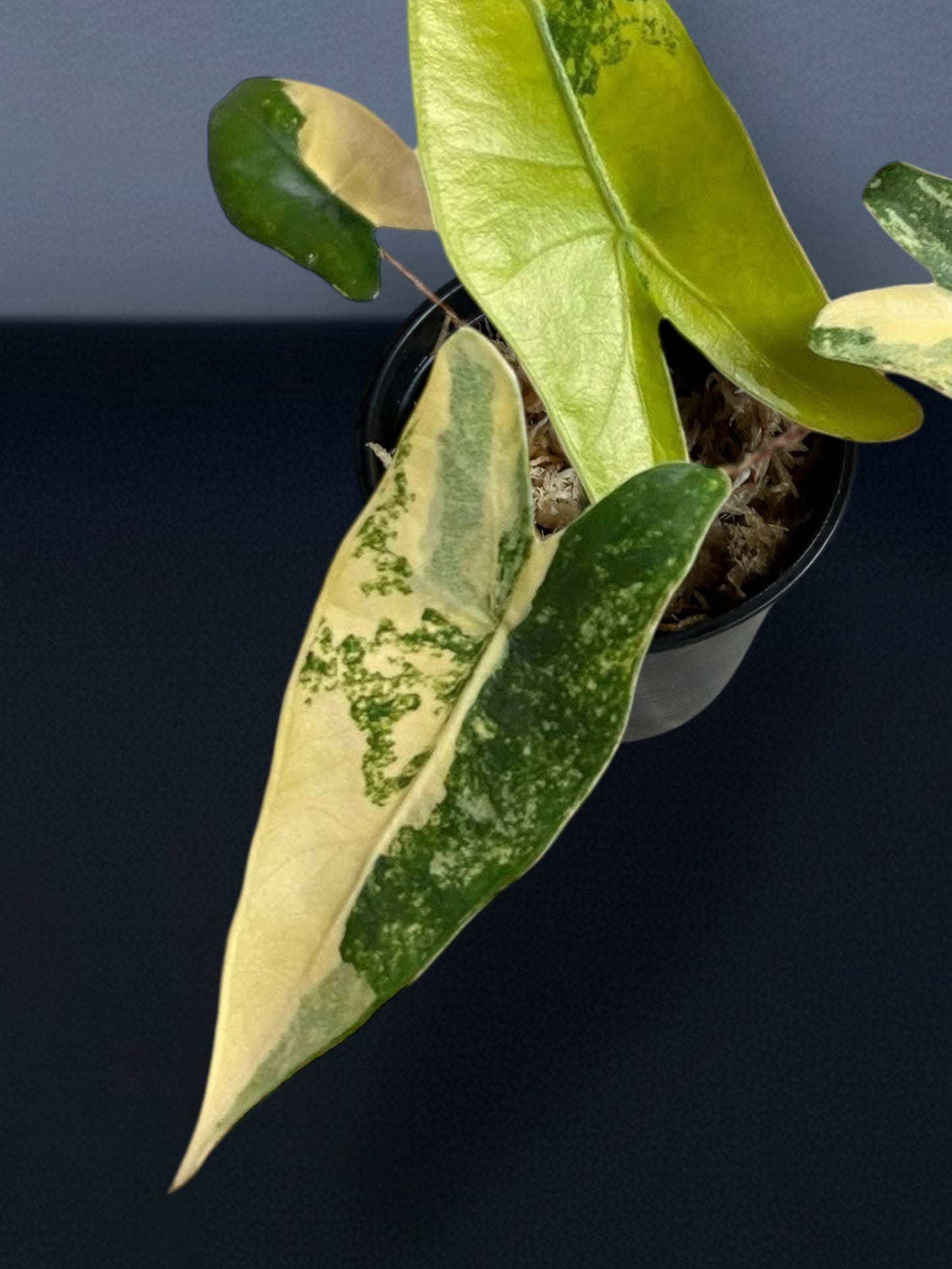 Alocasia Zebrina Aurea Variegated