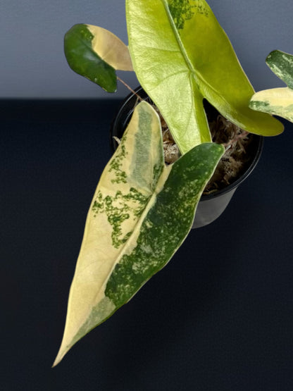 Alocasia Zebrina Aurea Variegated