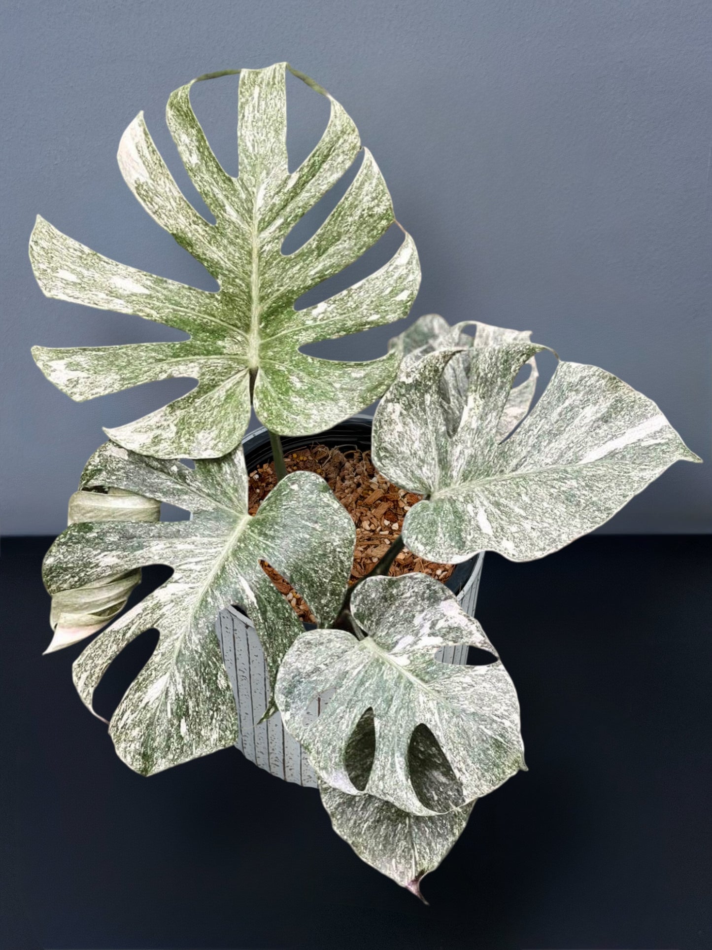 Monstera Deliciosa White Monster Variegated