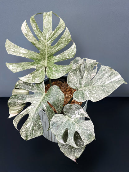 Monstera Deliciosa White Monster Variegated