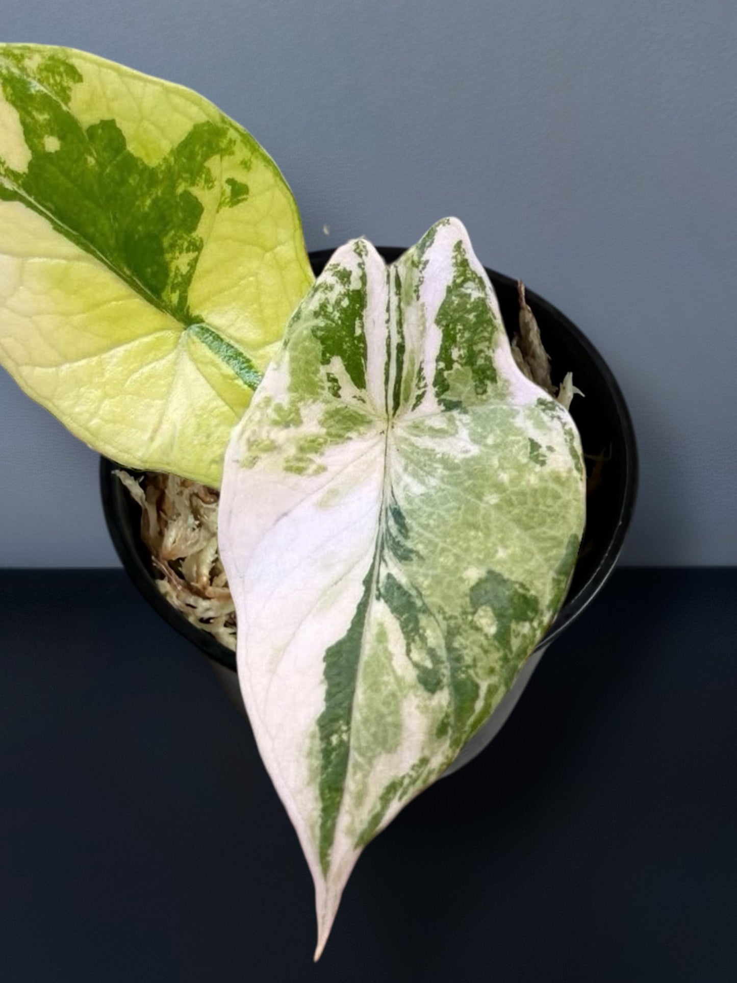 Alocasia Scalprum White Creme Variegated