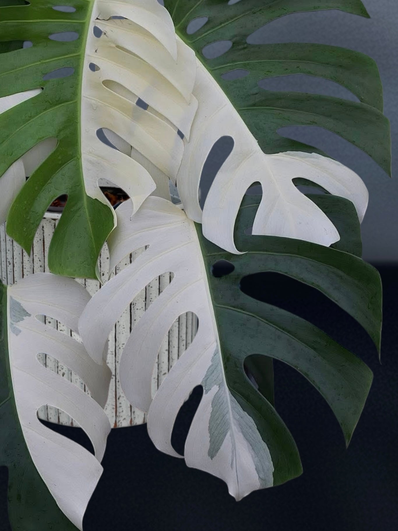 Monstera Albo Half Moon Variegated