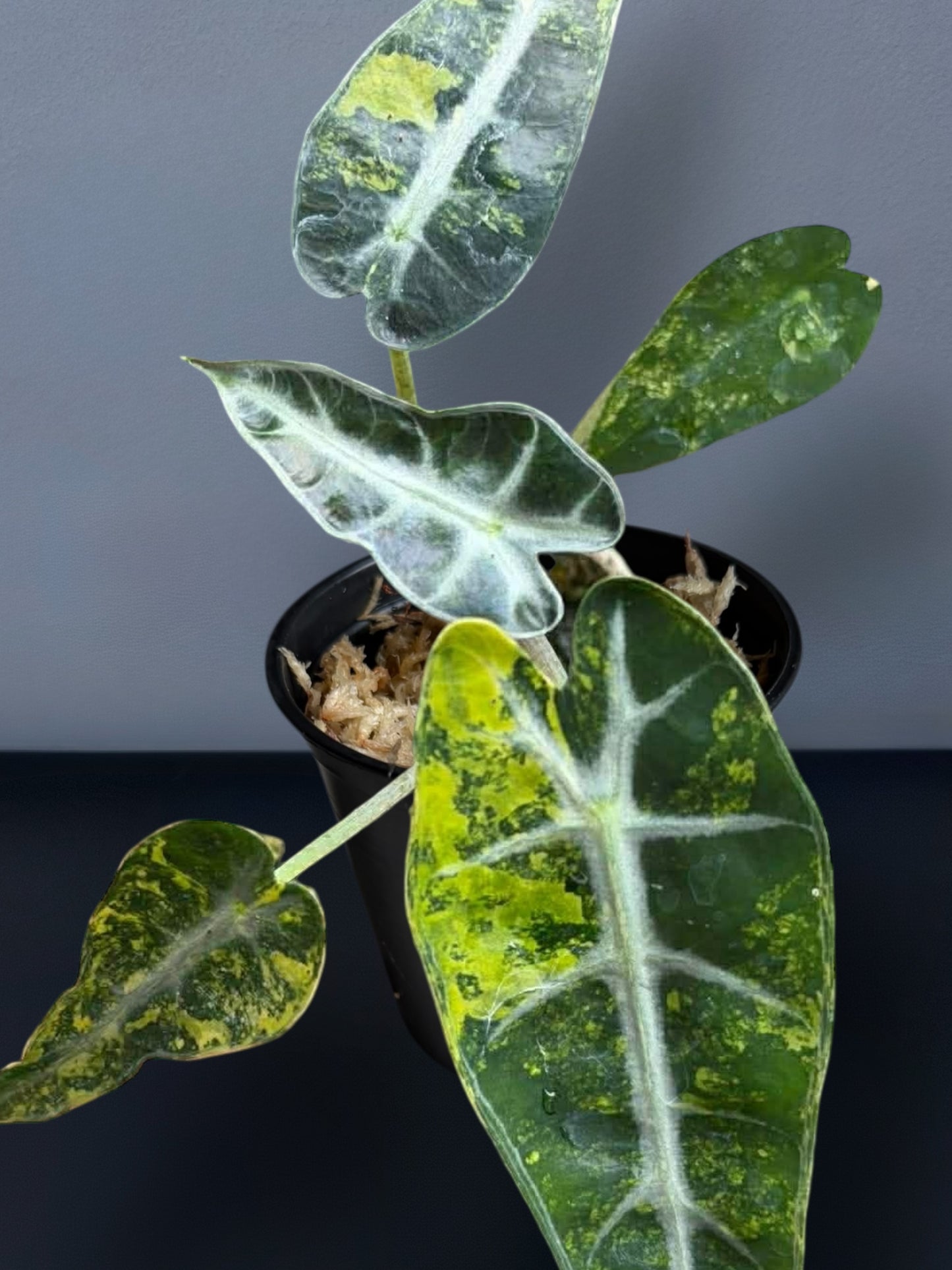 Alocasia Bambino Aurea Variegated