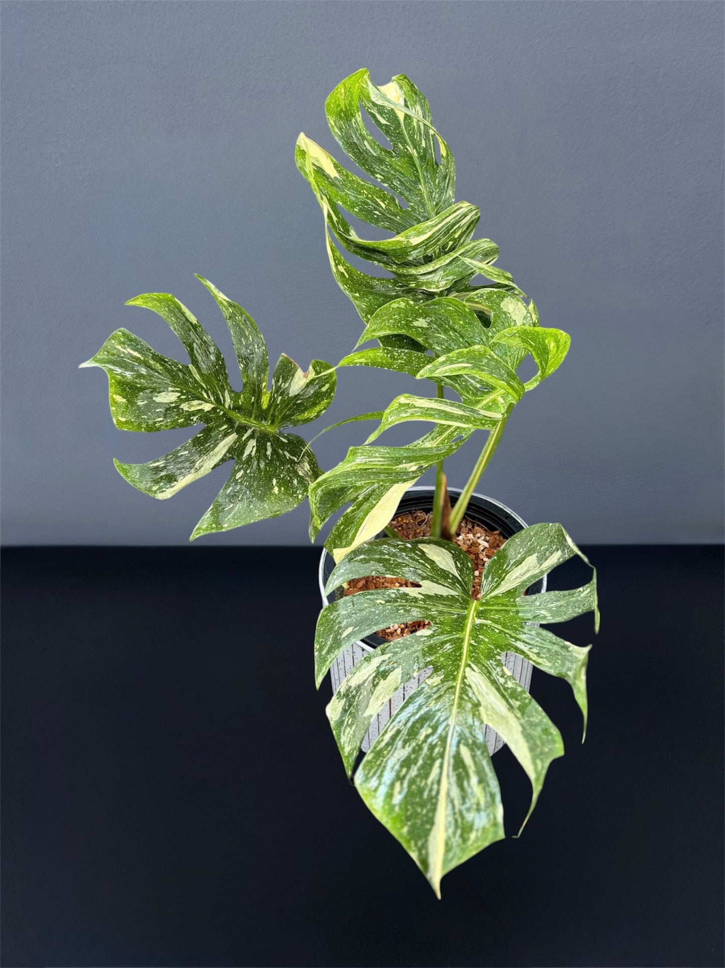 Monstera Medusa Variegated