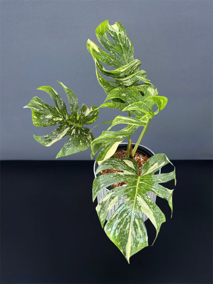 Monstera Medusa Variegated