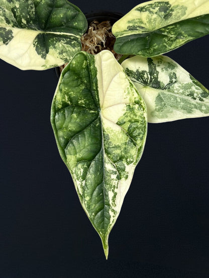 Alocasia Dragon Scale Albo Variegated