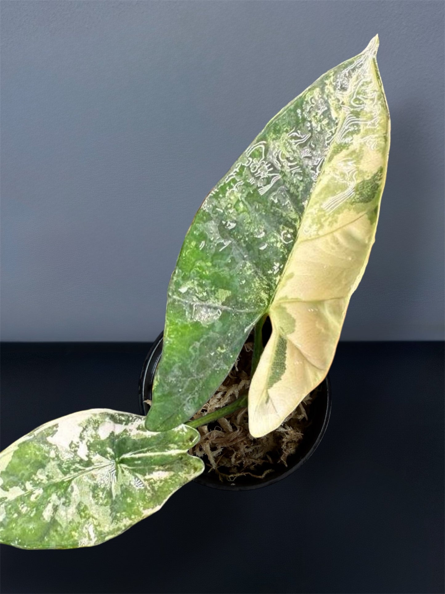 Alocasia Scabriuscula Albo Variegated