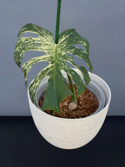 Monstera Devil Monster - Node cutting (1 Leaf)