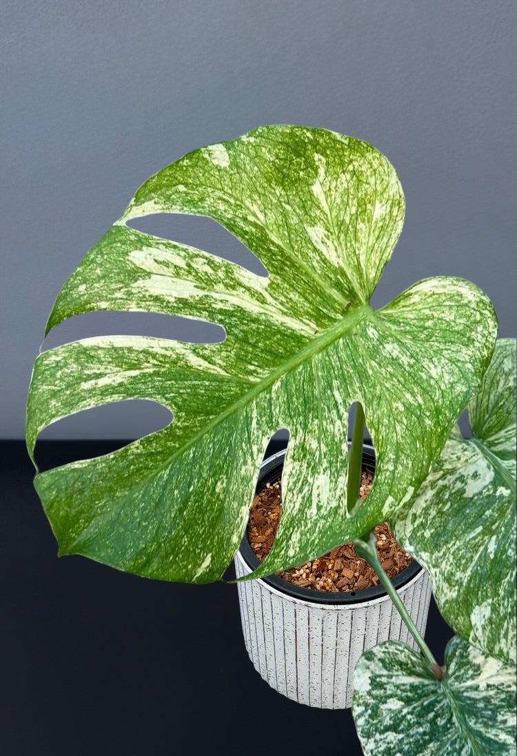 Monstera Silver Star Variegated
