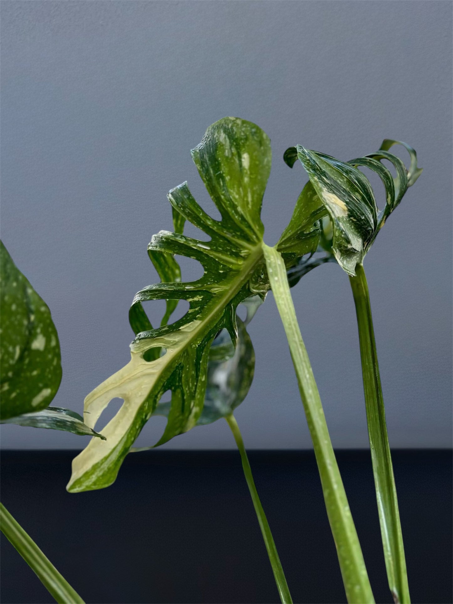 Monstera Medusa Variegated