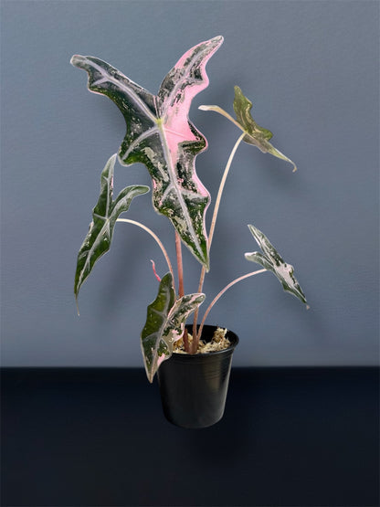 Alocasia Nobilis Pink K Version Variegated