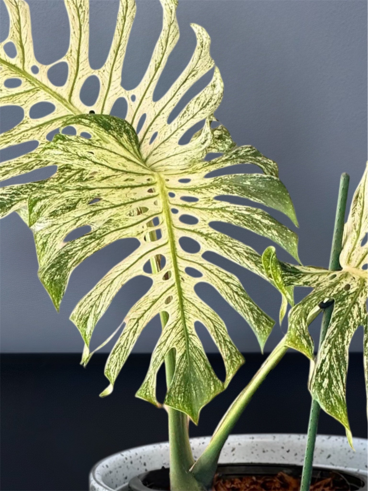 Monstera Devil Monster - (3 Leaves) – Siamplantes