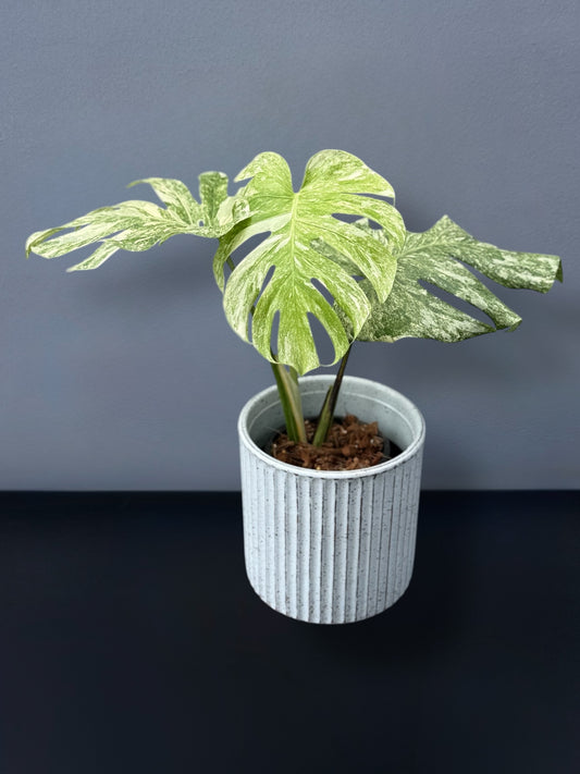 Monstera Deliciosa Legacy