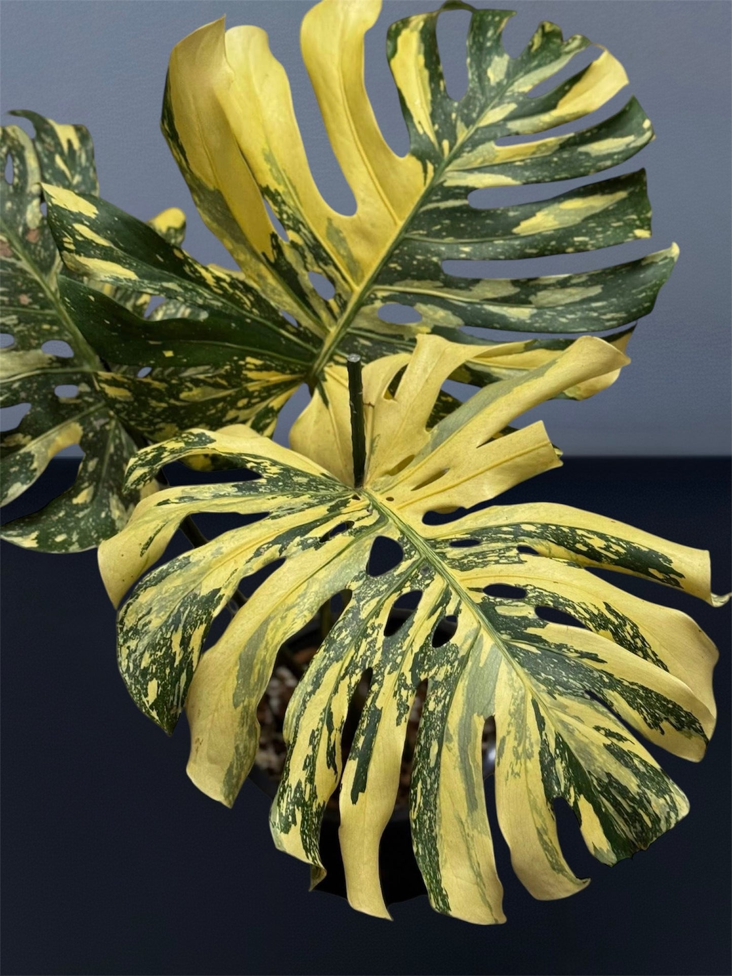 Monstera Thai Constellation Creme Brulee - Big Form