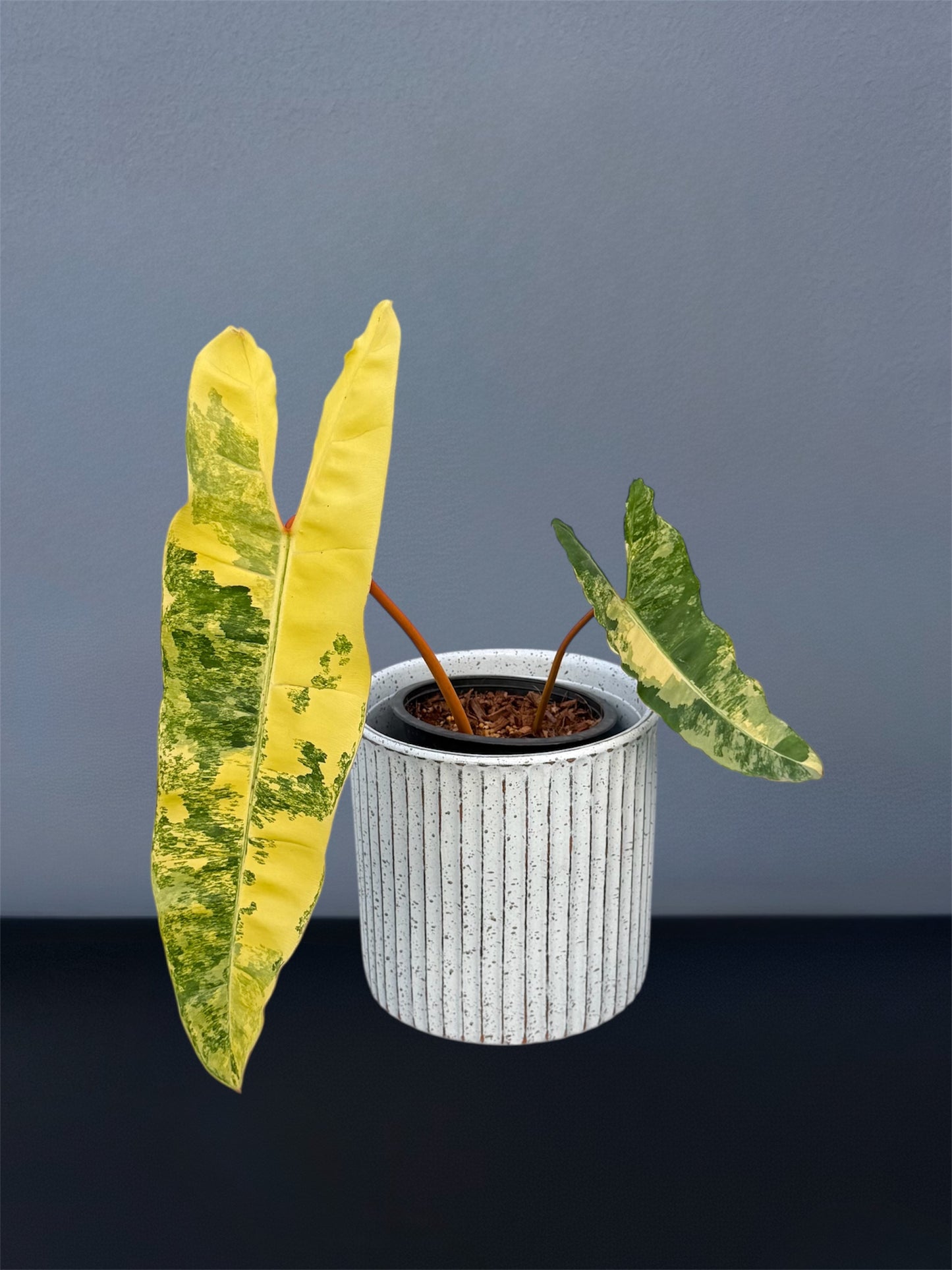 Philodendron Billietiae Variegated