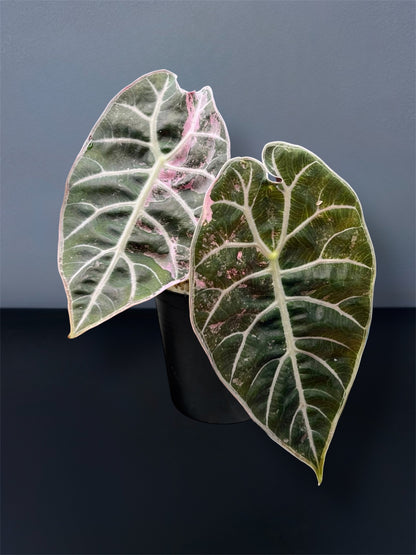 Alocasia Watsoniana Pink Variegated