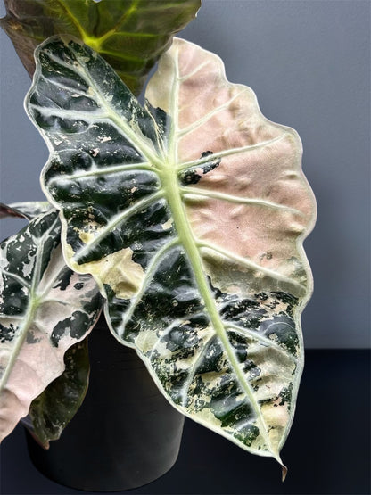 Alocasia Polly Pink Variegated