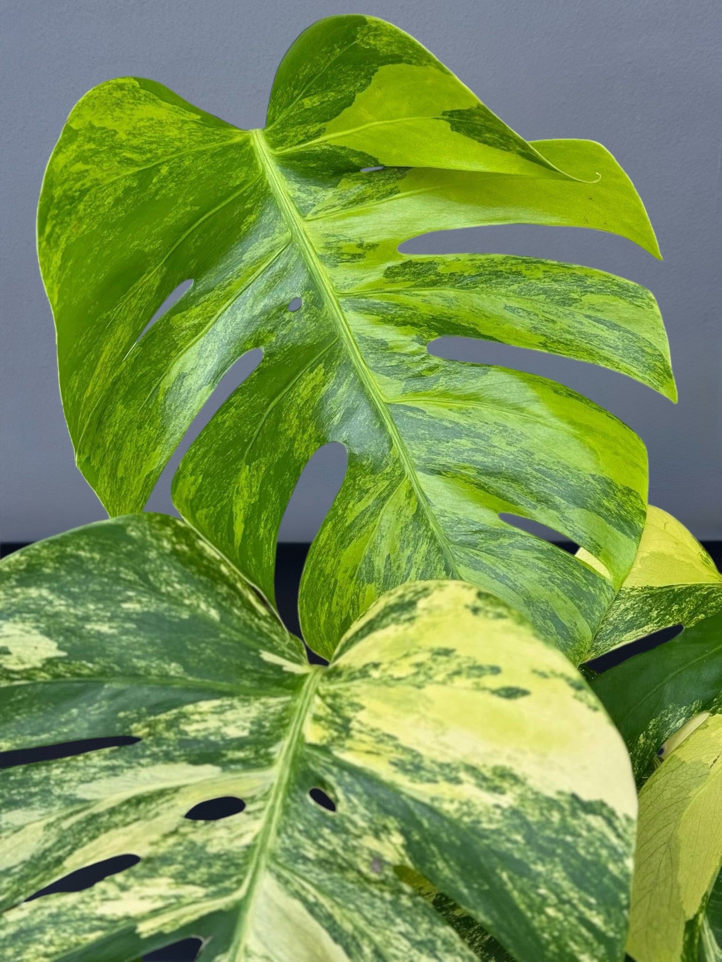 Monstera Aurea Variegated