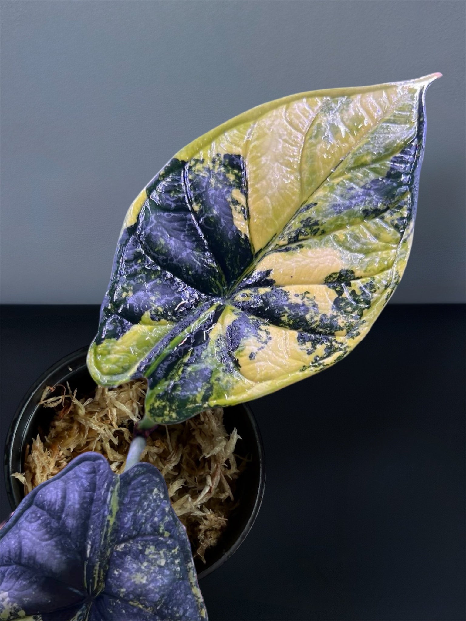 Alocasia Dragon Scale Aurea Variegated – Siamplantes