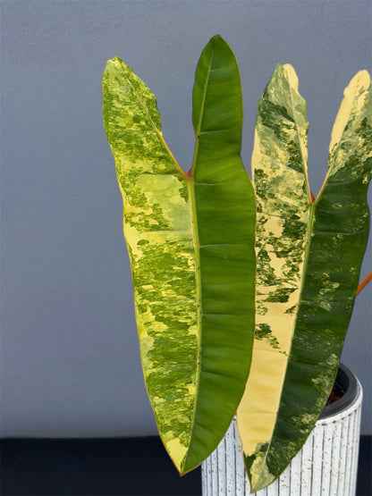 Philodendron Billietiae Variegated