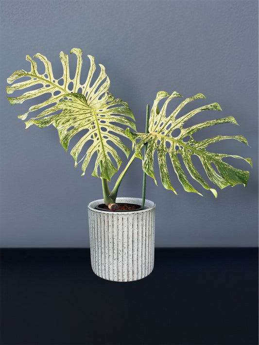 Monstera Devil Monster - (3 Leaves)