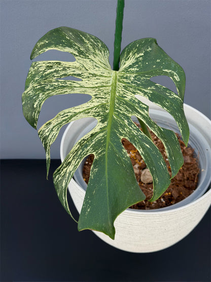 Monstera Devil Monster - Node cutting (1 Leaf)