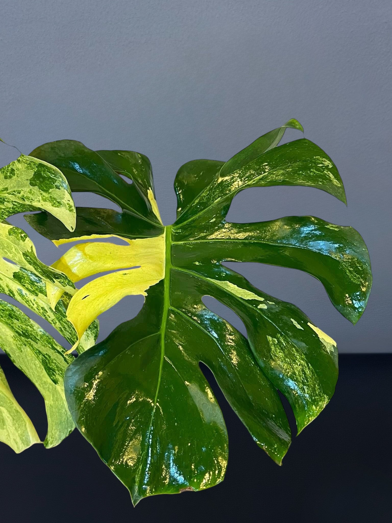 Monstera Masterpiece MC Variegated – Siamplantes