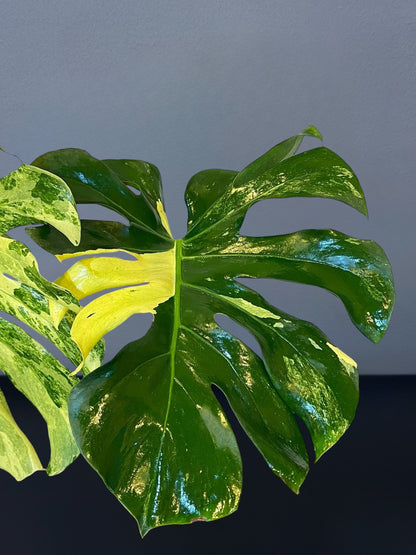 Monstera Masterpiece MC Variegated