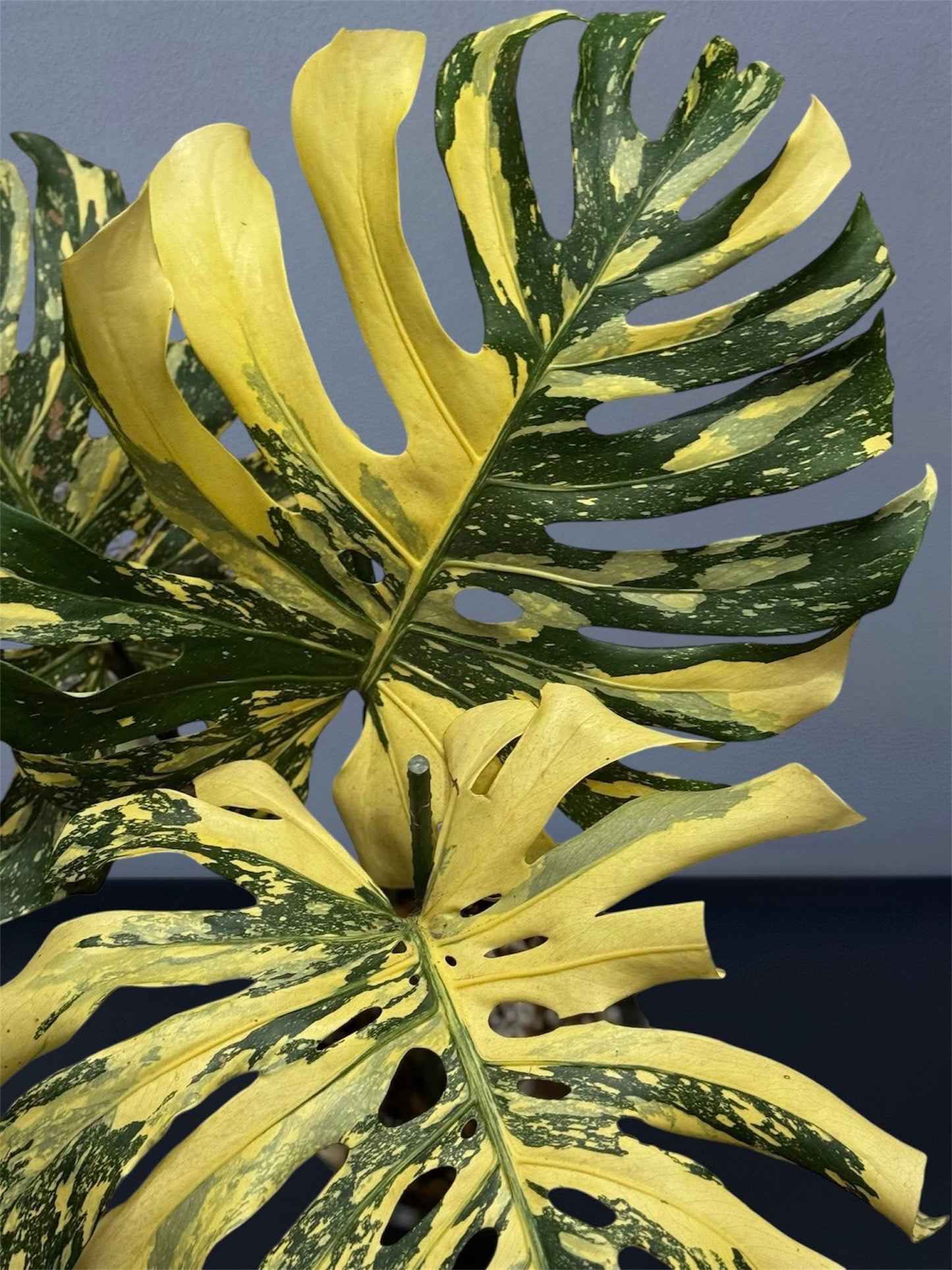 Monstera Thai Constellation Creme Brulee - Big Form