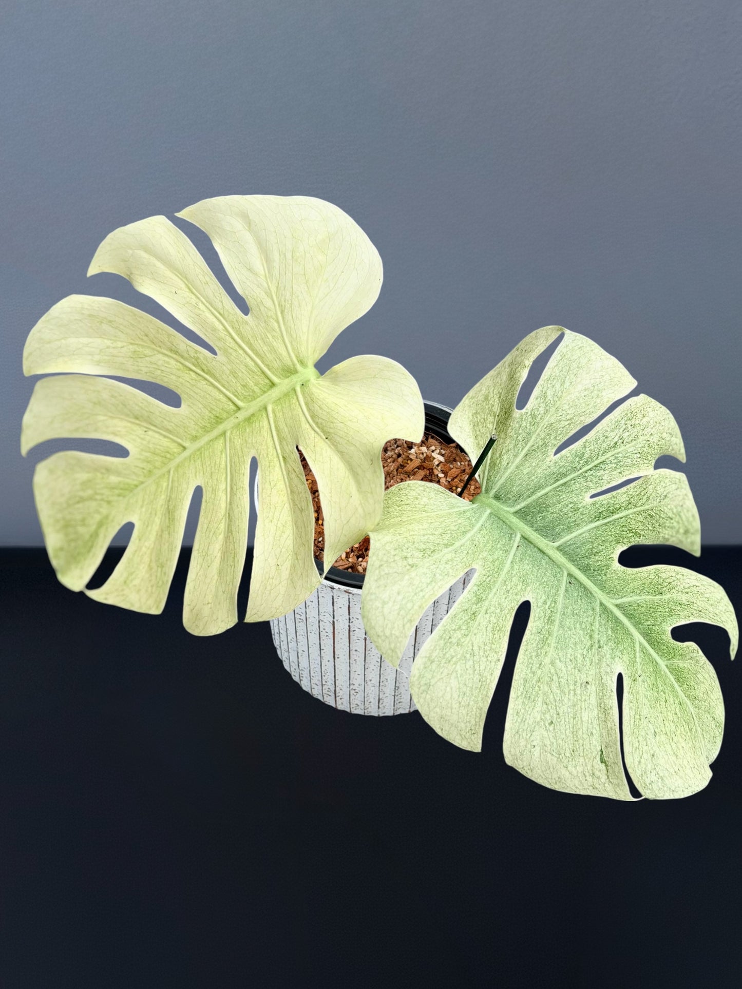 Monstera Sphinx Mint Variegated