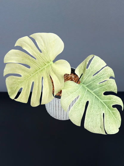 Monstera Sphinx Mint Variegated