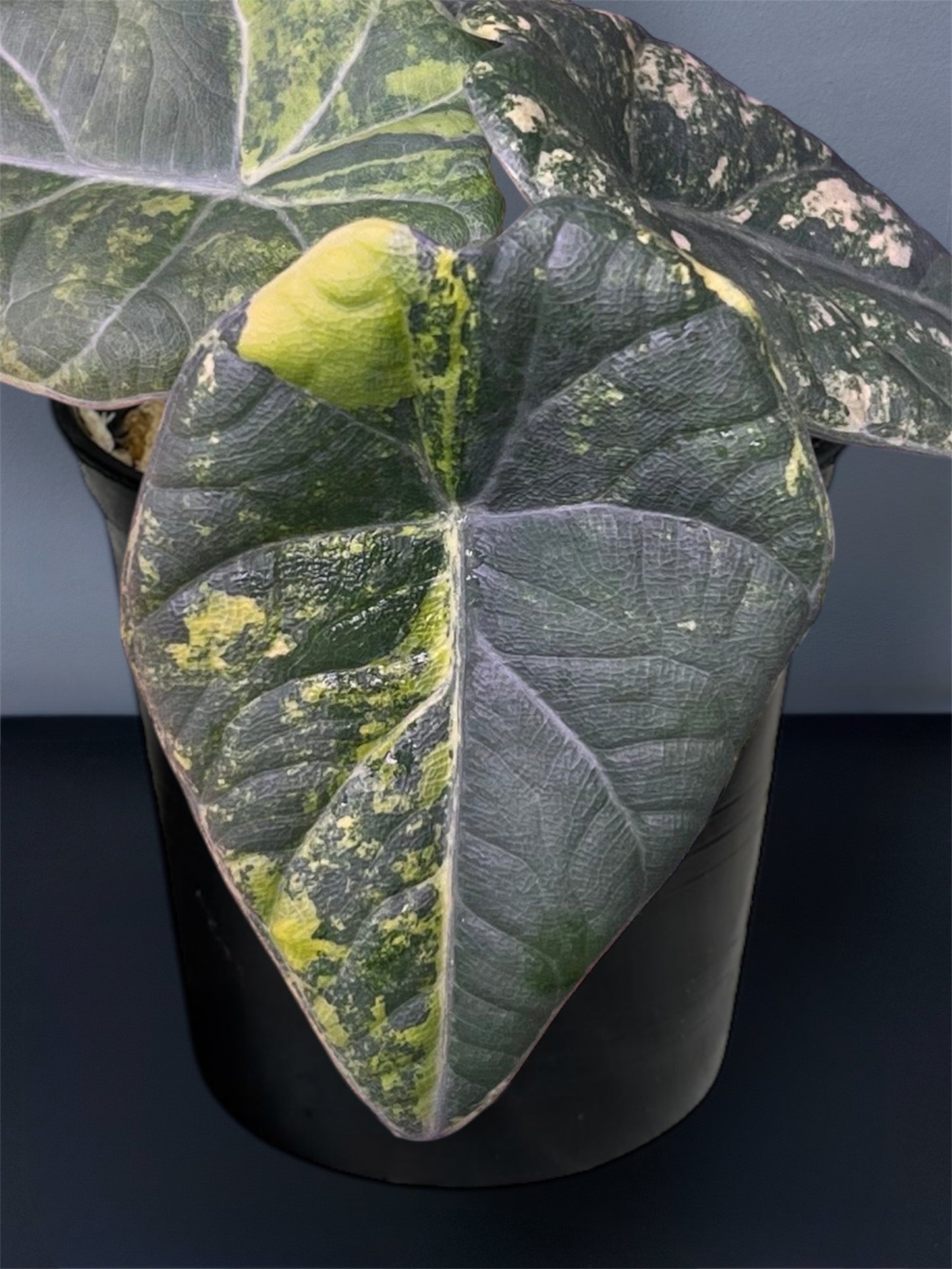 Alocasia Maharani Light Lime Variegated