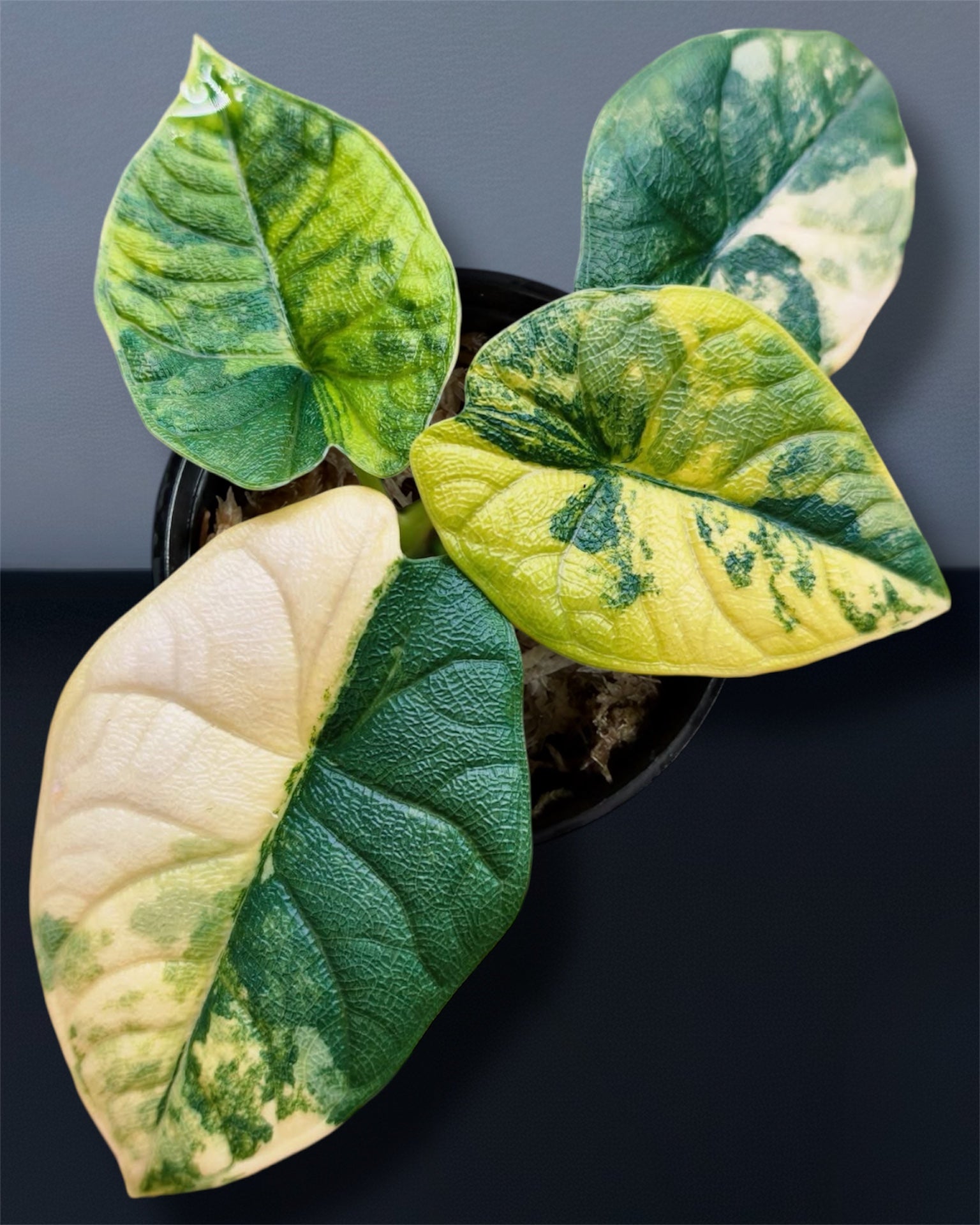 Alocasia 'Melo' Aurea Variegated (wk15-O)