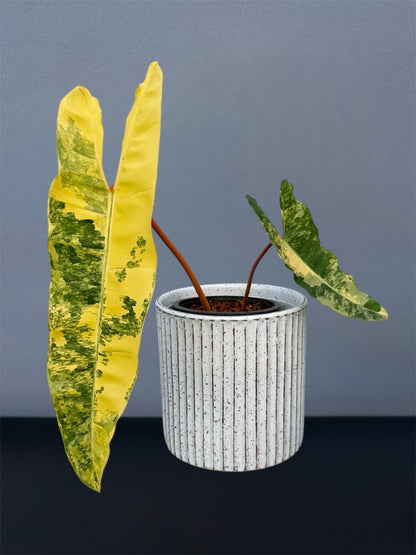 Philodendron Billietiae Variegated