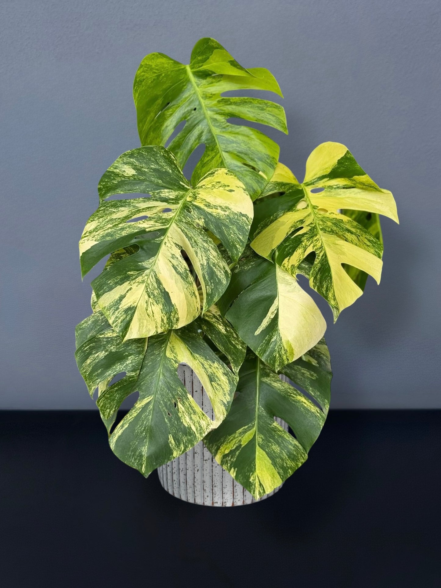 Monstera Aurea Variegated