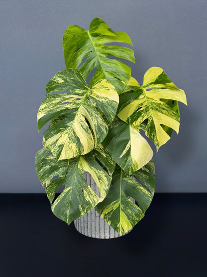 Monstera Aurea Variegated
