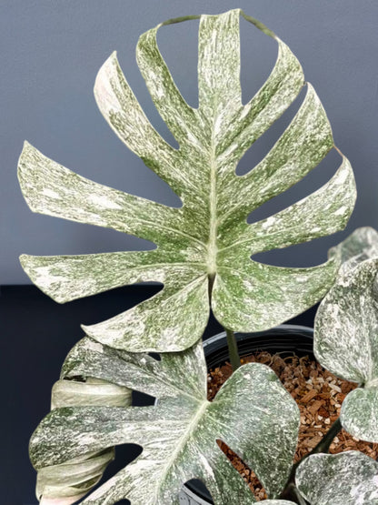 Monstera Deliciosa White Monster Variegated