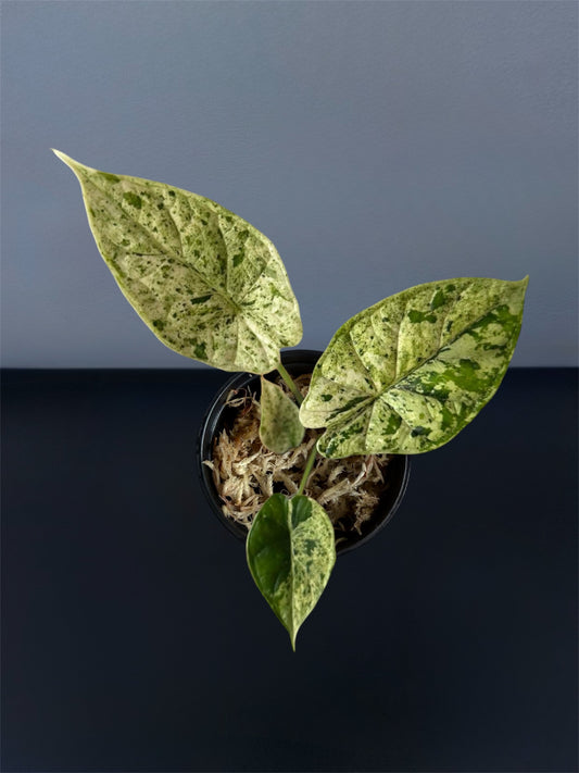Alocasia Dragon Scale Mint Variegated