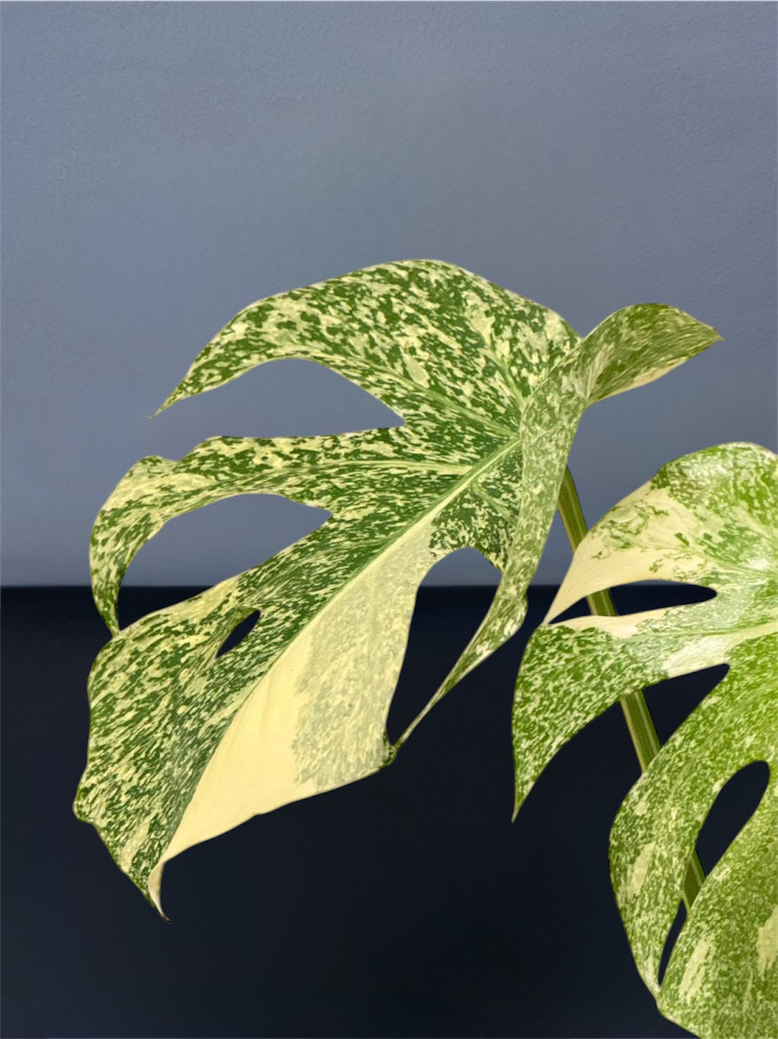 Monstera Starlight Variegated