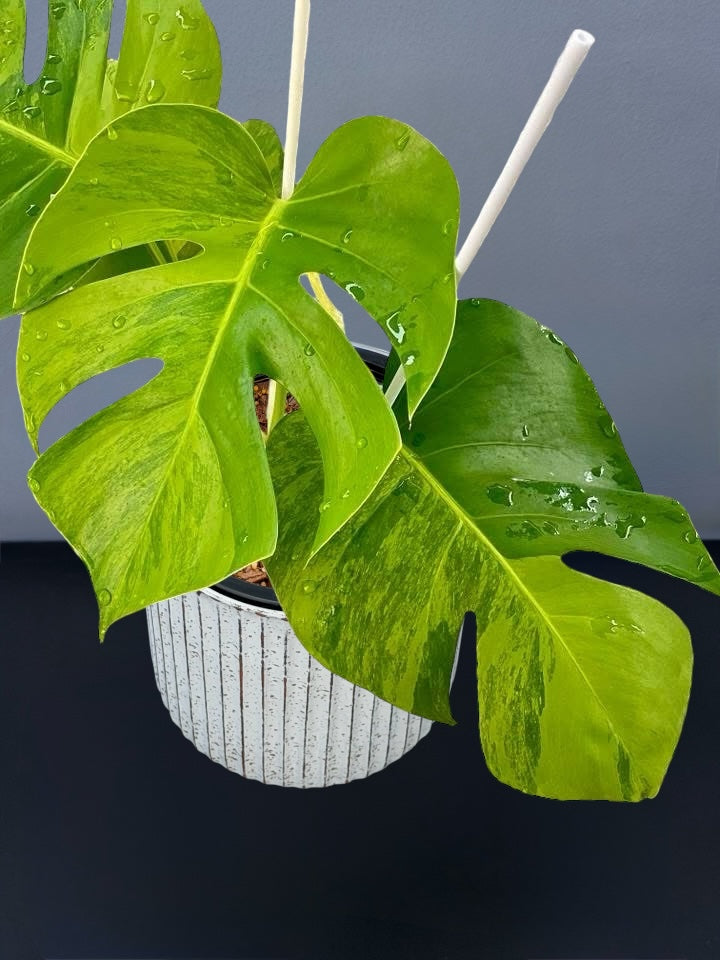 Monstera Green on Green Variegated