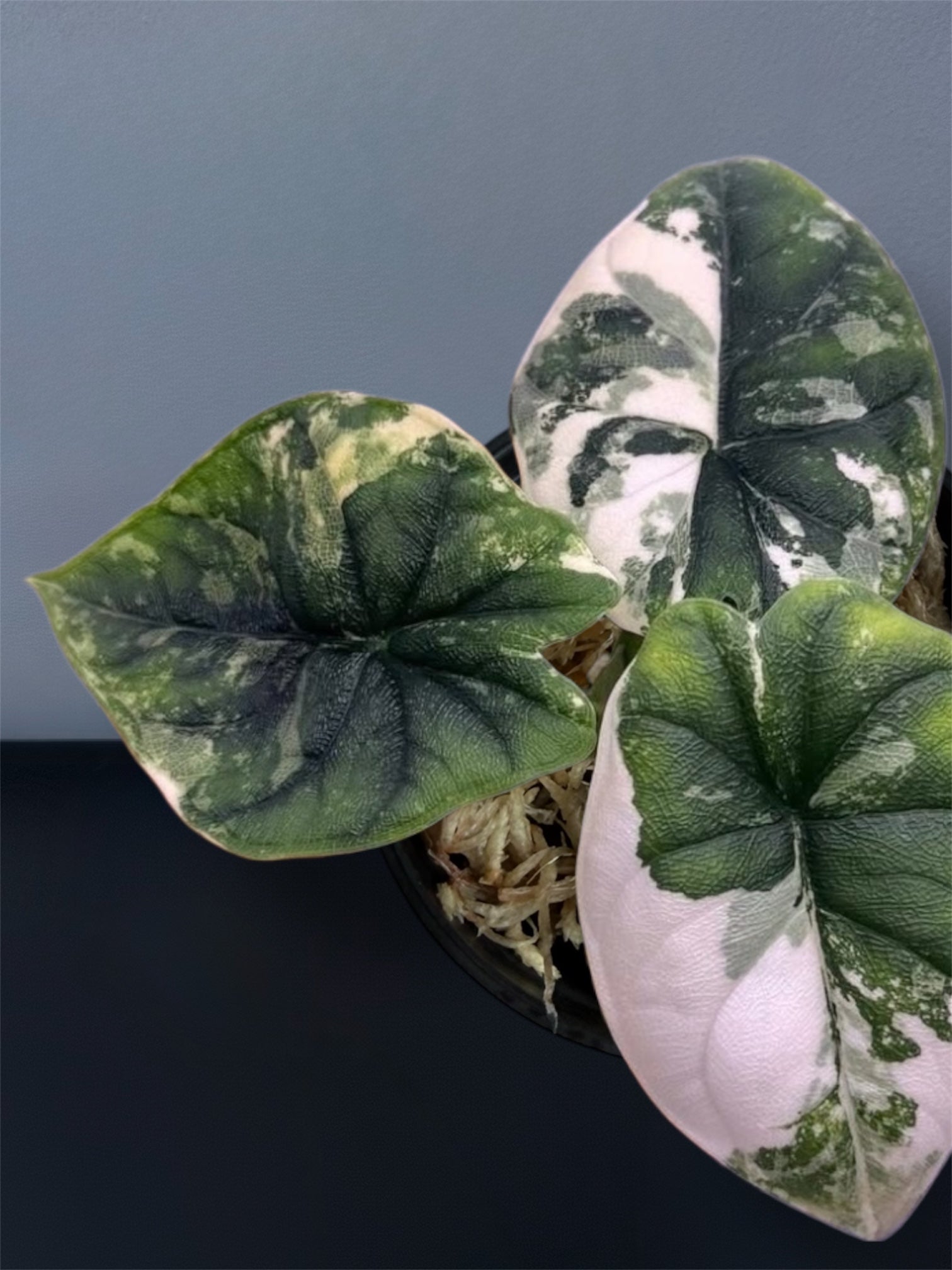 Alocasia Melo Albo Variegated – Siamplantes