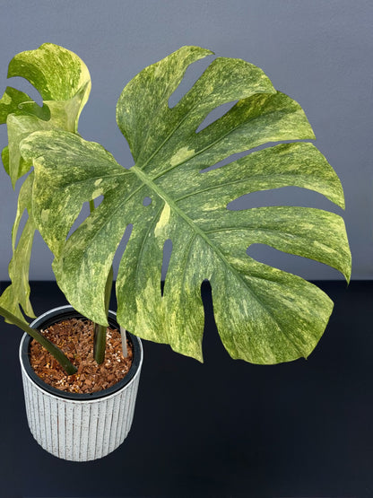 Monstera Deliciosa Green Snow Variegated