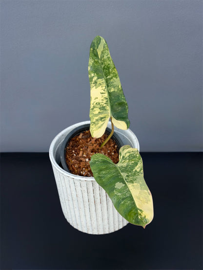 Philodendron Florida Beauty x Mayoi x Billietiae