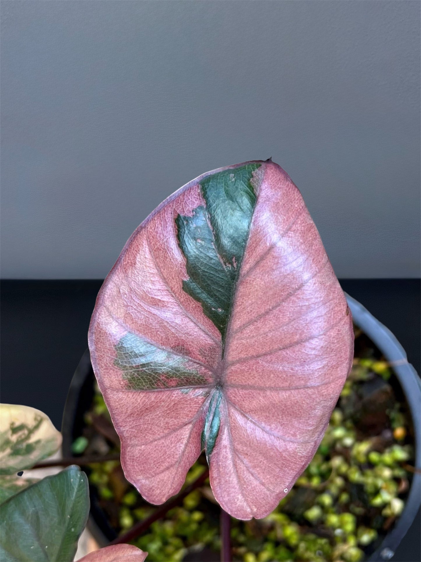 Alocasia Serendipity Pink Variegated