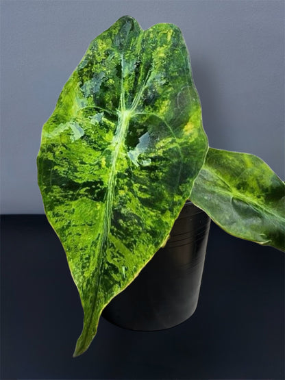 Alocasia Venom Aurea Variegated
