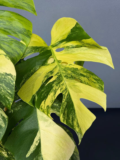 Monstera Aurea Variegated