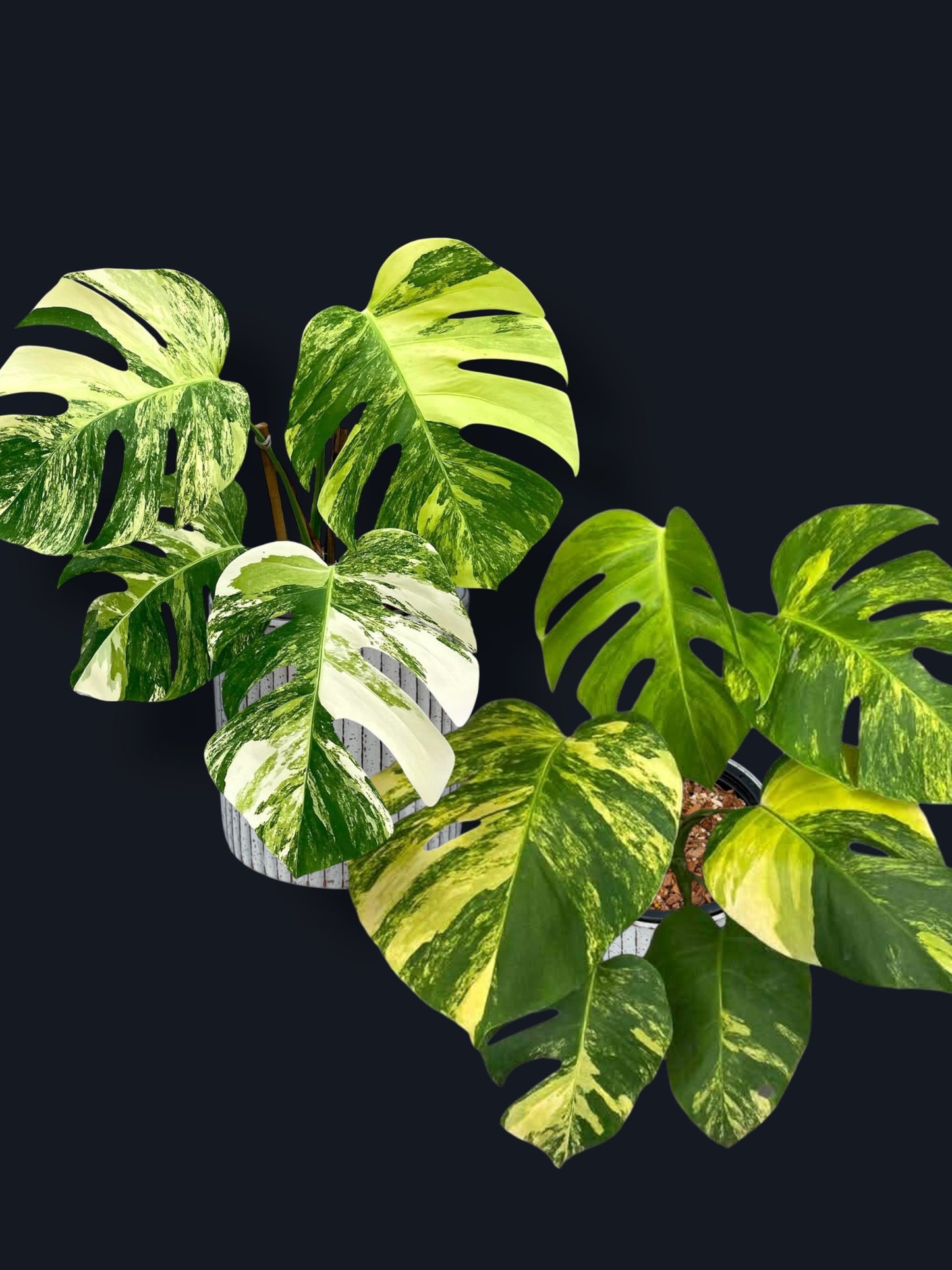 Monstera Aurea Variegated – Wholesale Sets