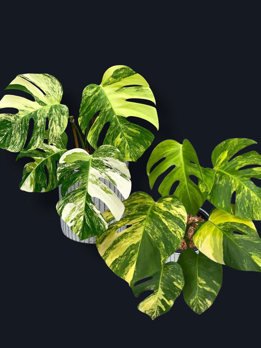 Monstera Aurea Variegated – Wholesale Sets